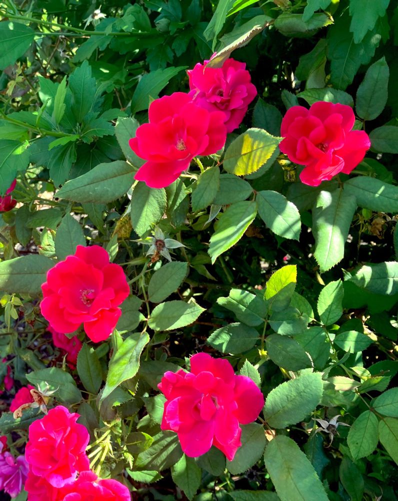 A photo of several red roses in bloom. 