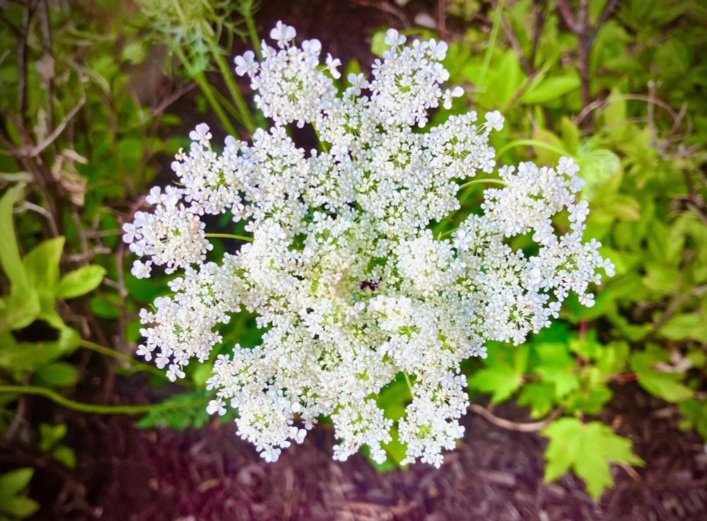 A close up of Queen Anne's Lace, a weed in full bloom. 