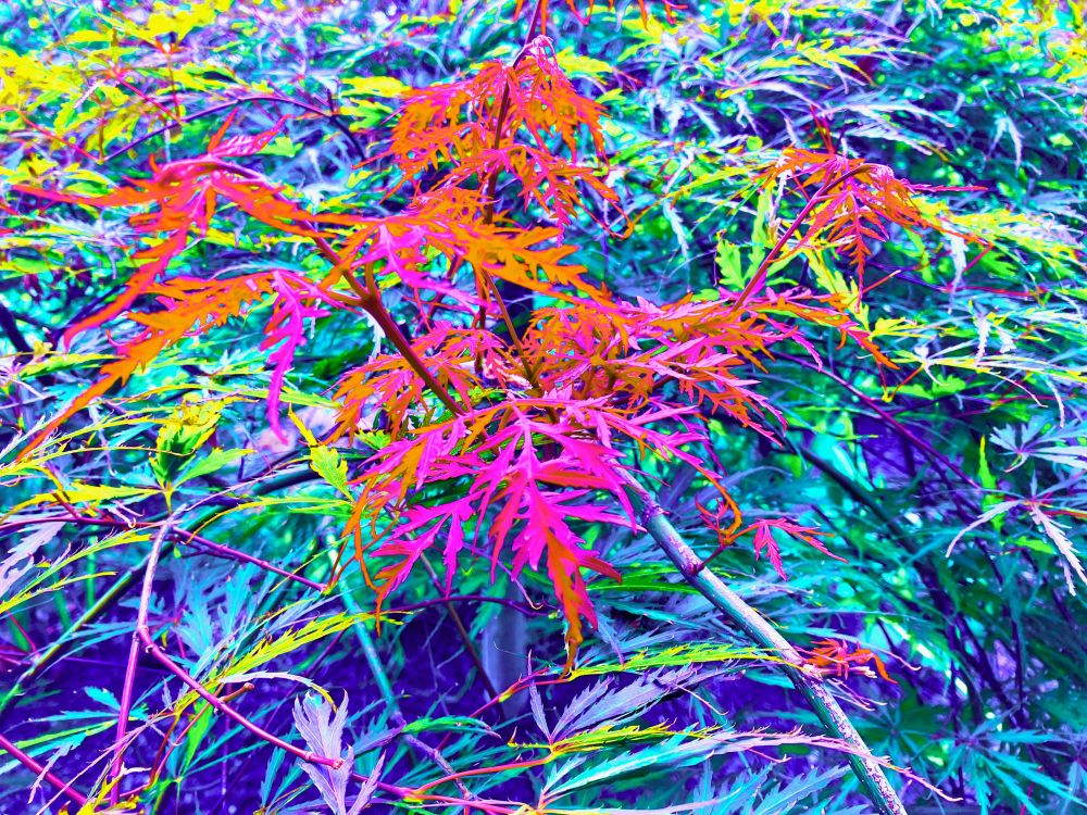 A photo of a red maple tree with enhanced colorization. 