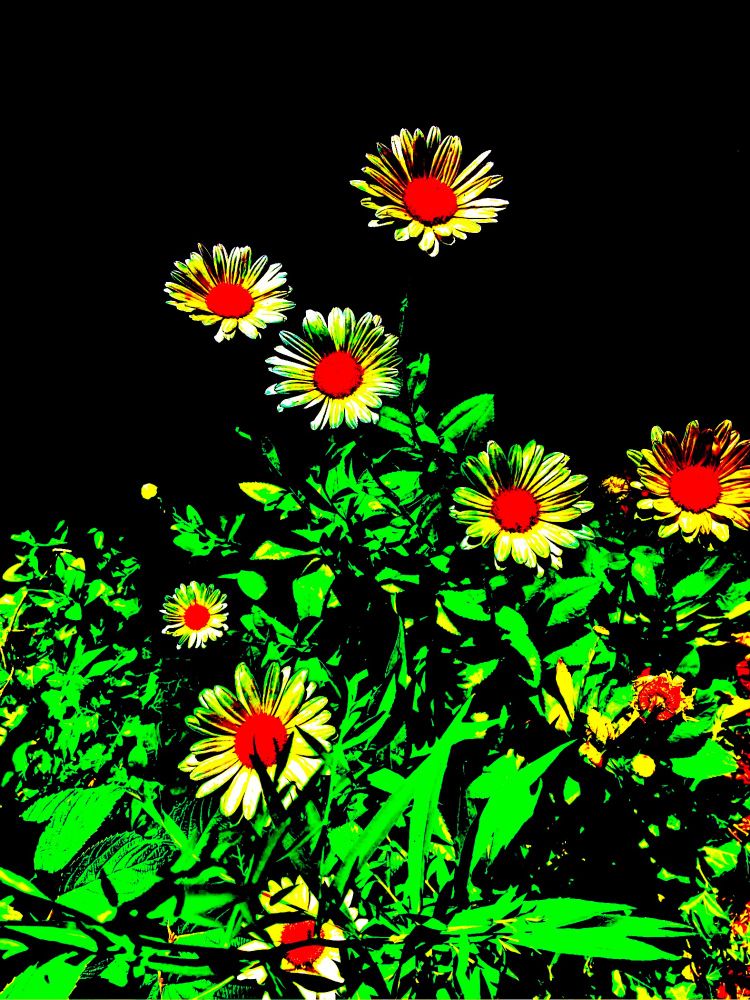 An artsy photo of several daisies. 