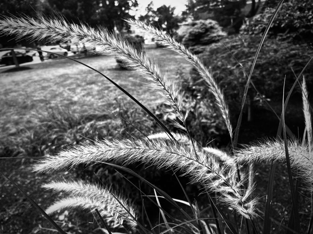 A black and white photo of decorative grass. 
