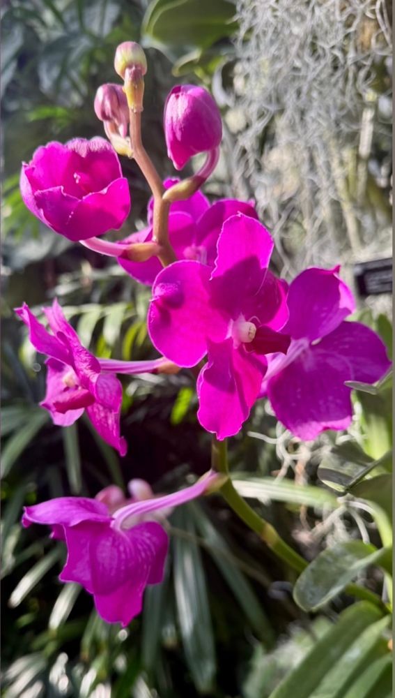 Fuchsia orchids 