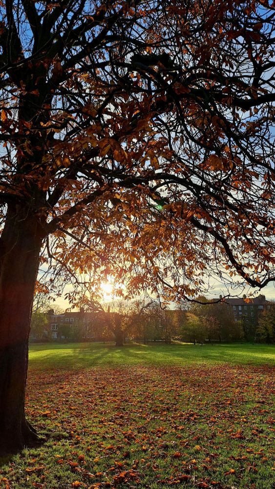 Morning light shining through autumn leaves