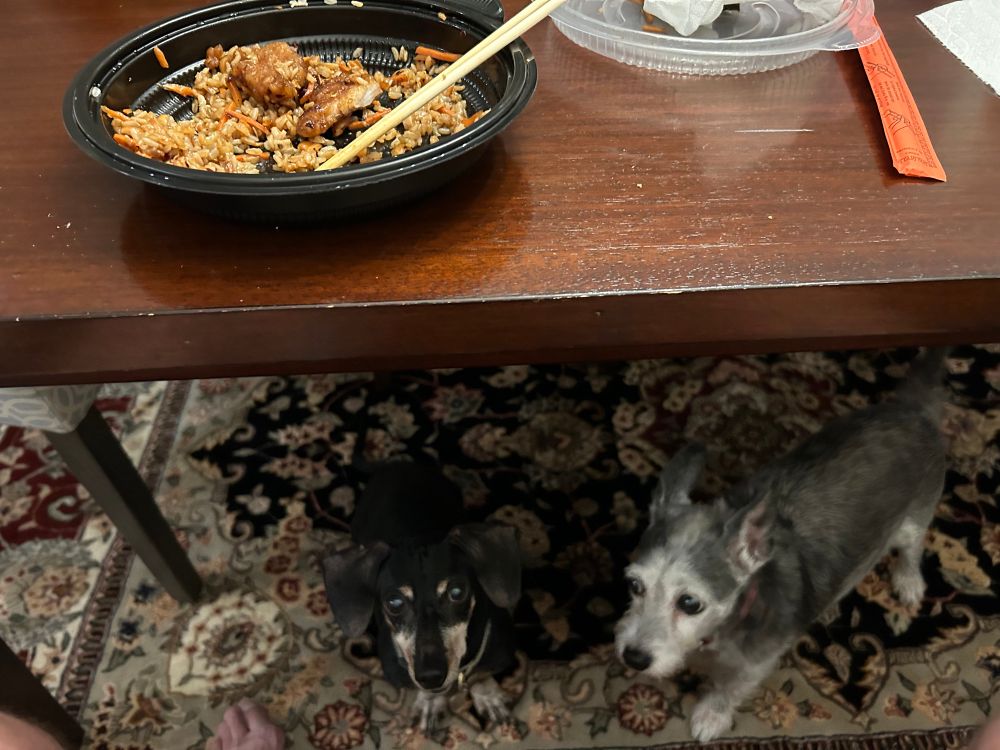 A dachshund and terrier mix in the shape position are now under the table whining fairly loudly for scraps 