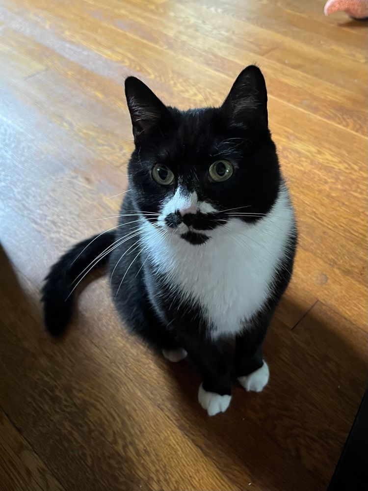 A tuxedo cat sitting very prettily, looking up