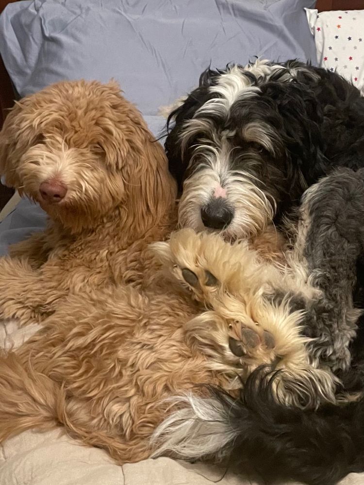 A medium-sized tan goldendoodle and a large black and white bernedoodle gaze sleepily back at the camera. They have curled up together on the big bed (which they aren't supposed to do), and appear slightly indignant at being disturbed. The bernedoodle is the big spoon, and the goldendoodle is the small spoon. Both of them are disheveled from a long day of dog fun.