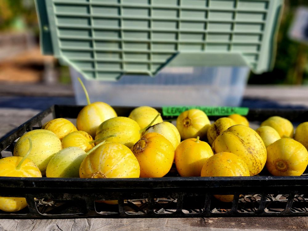 Tray of yellow lemon cucumbers 