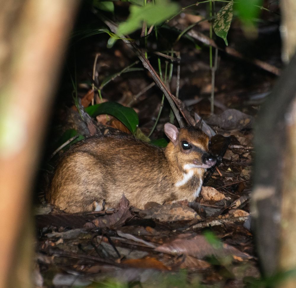 Greater mouse-deer on forest floor.