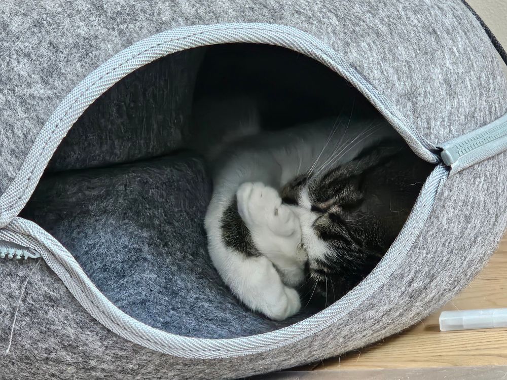 お顔きゅっとするねこ