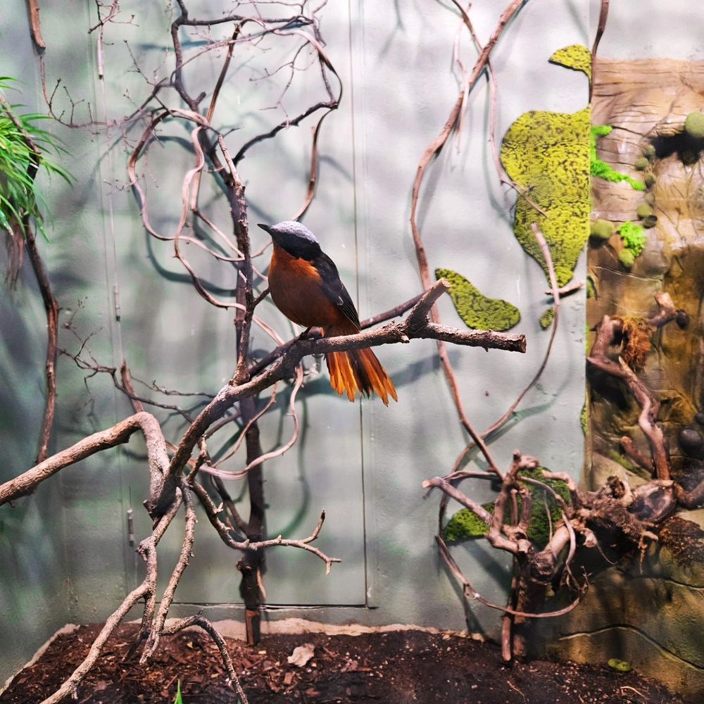 Orange,  black and white bird on branch