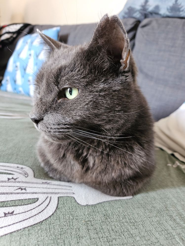 Grey cat in loaf form 