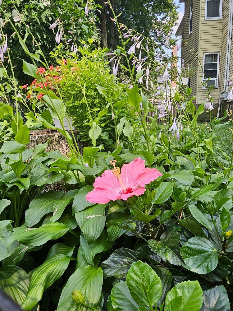 a hibiscus in full bloom surrounded by smaller flowers