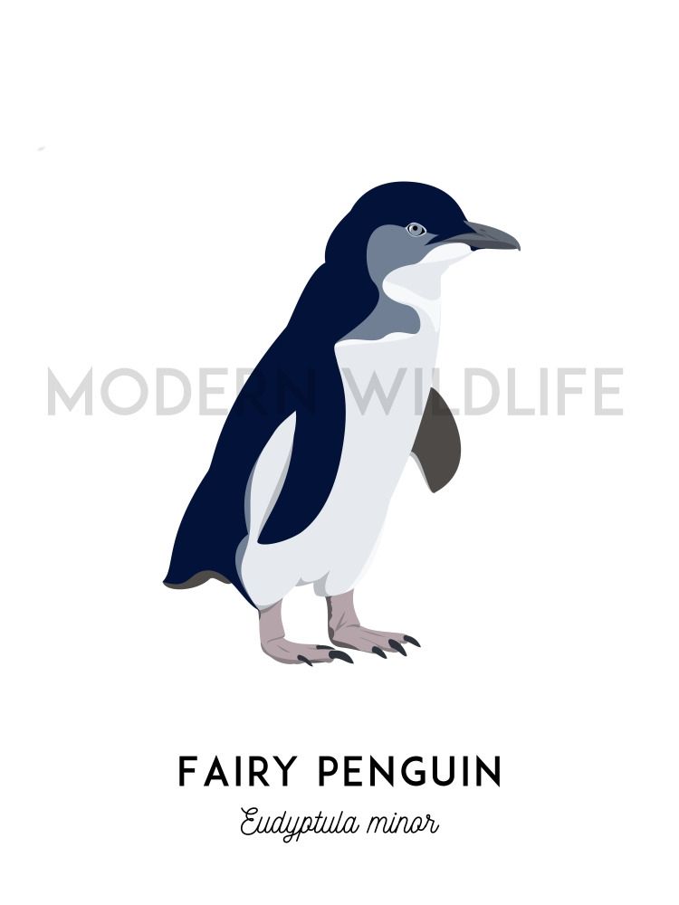 Art of a fairy penguin