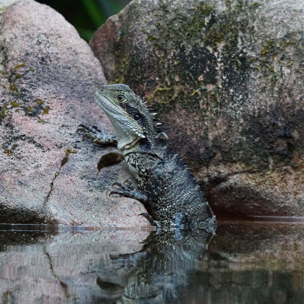 An Australian eastern water dragon sits half way out of the water on a different rock set into the edge of a pool