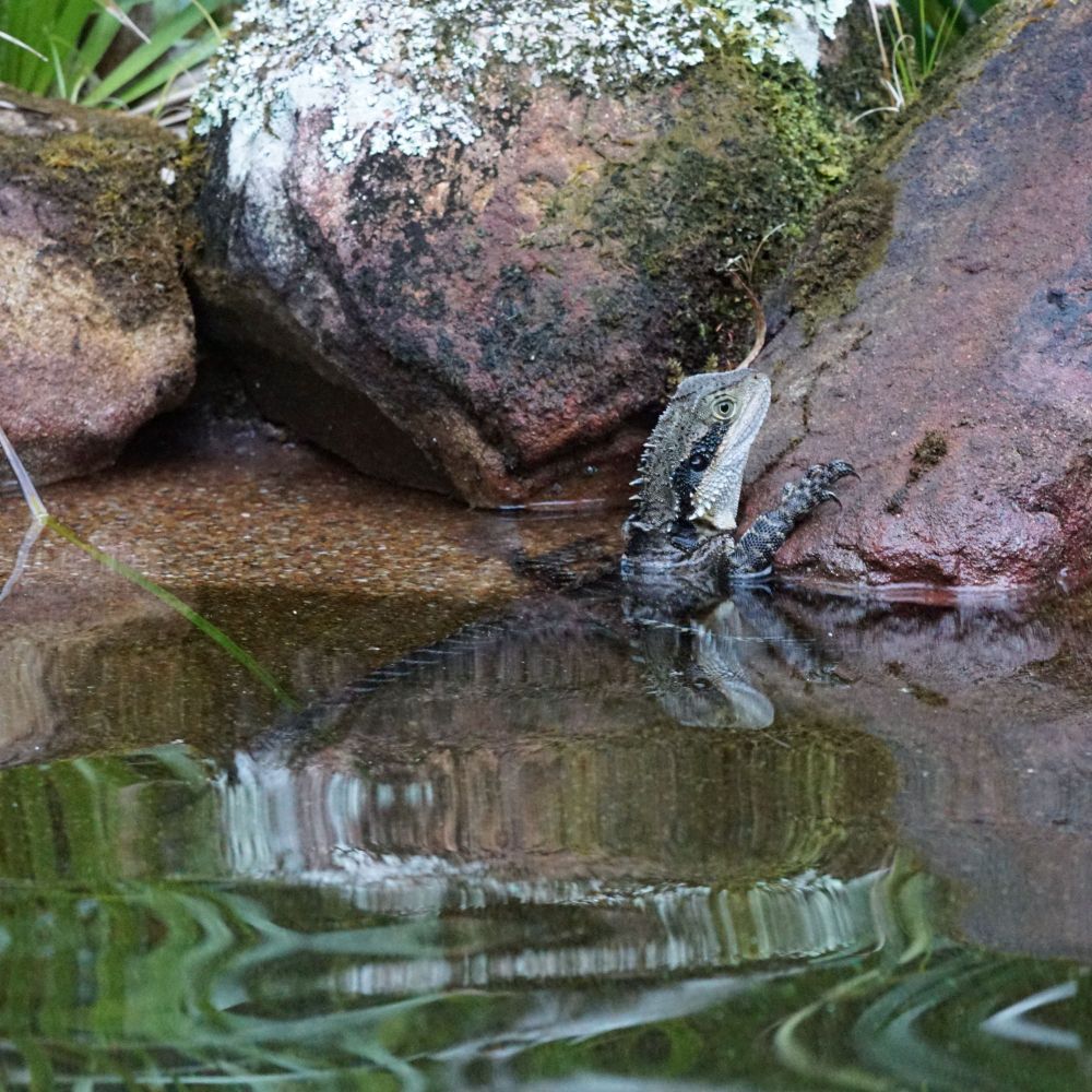 An Australian eastern water dragon lifts it's head out of the water using a rock set into the edge of a pool