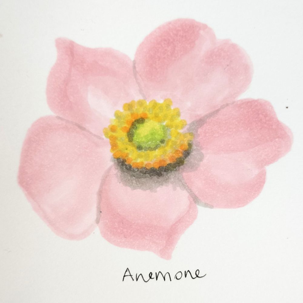Drawing of Anemone flower in pink with yellow centre, drawn using Copic markers 