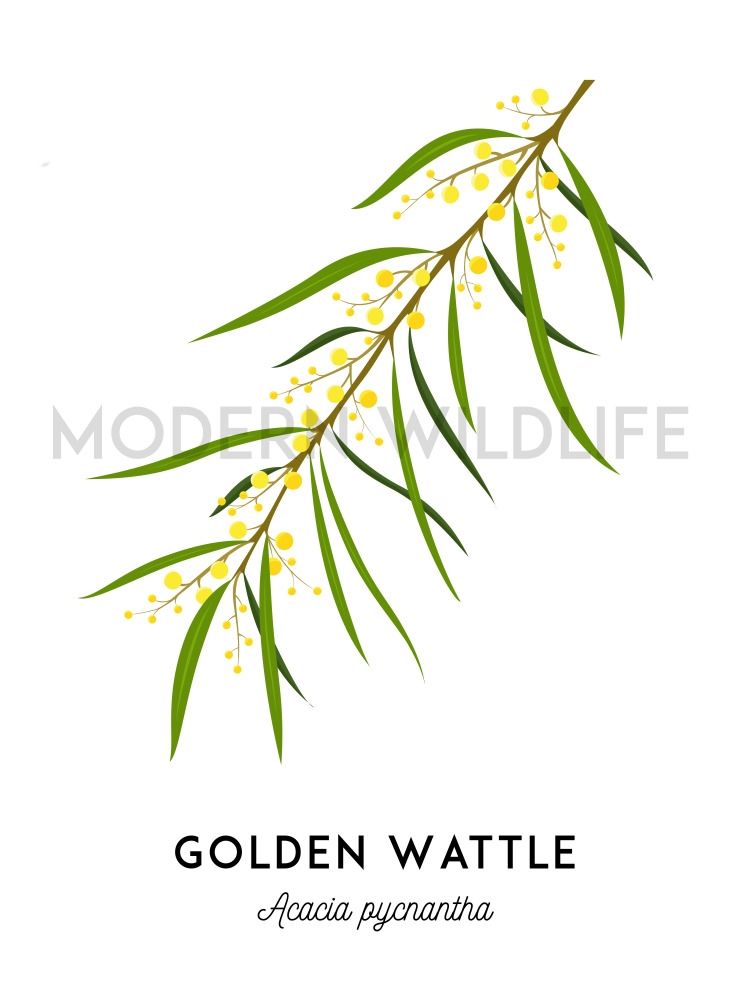 Art of golden wattle