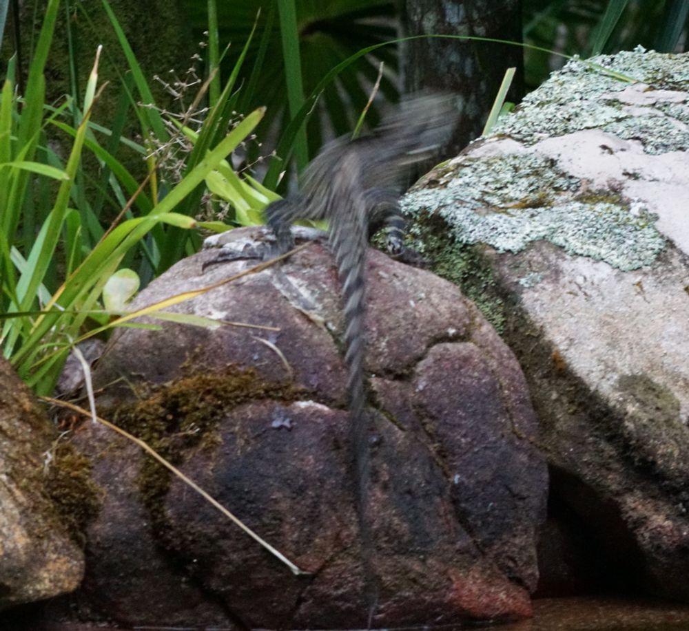 An Australian eastern water dragon leaps from one rock to another, in a blurry action shot