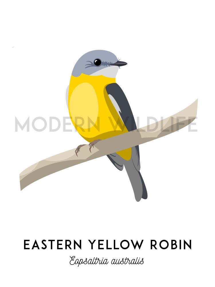 Art of an eastern yellow robin 