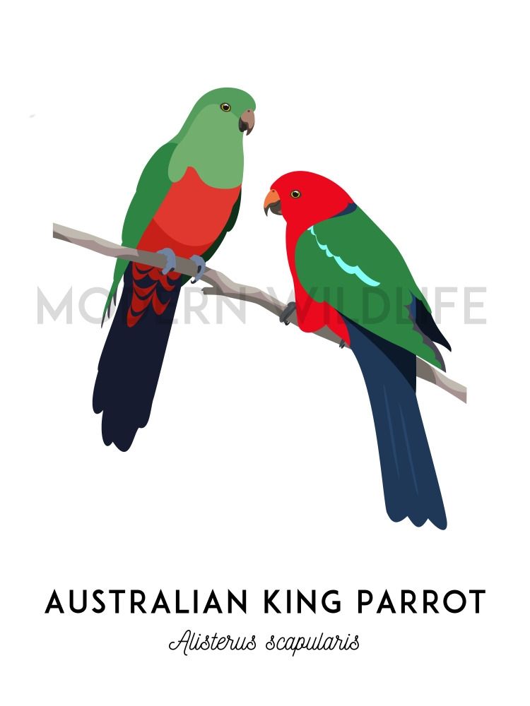 Art of a king parrot