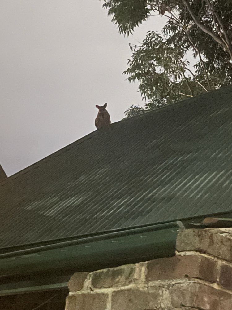 A picture of a possum on the roof of our house watching me as I look at a storm behind the house. 