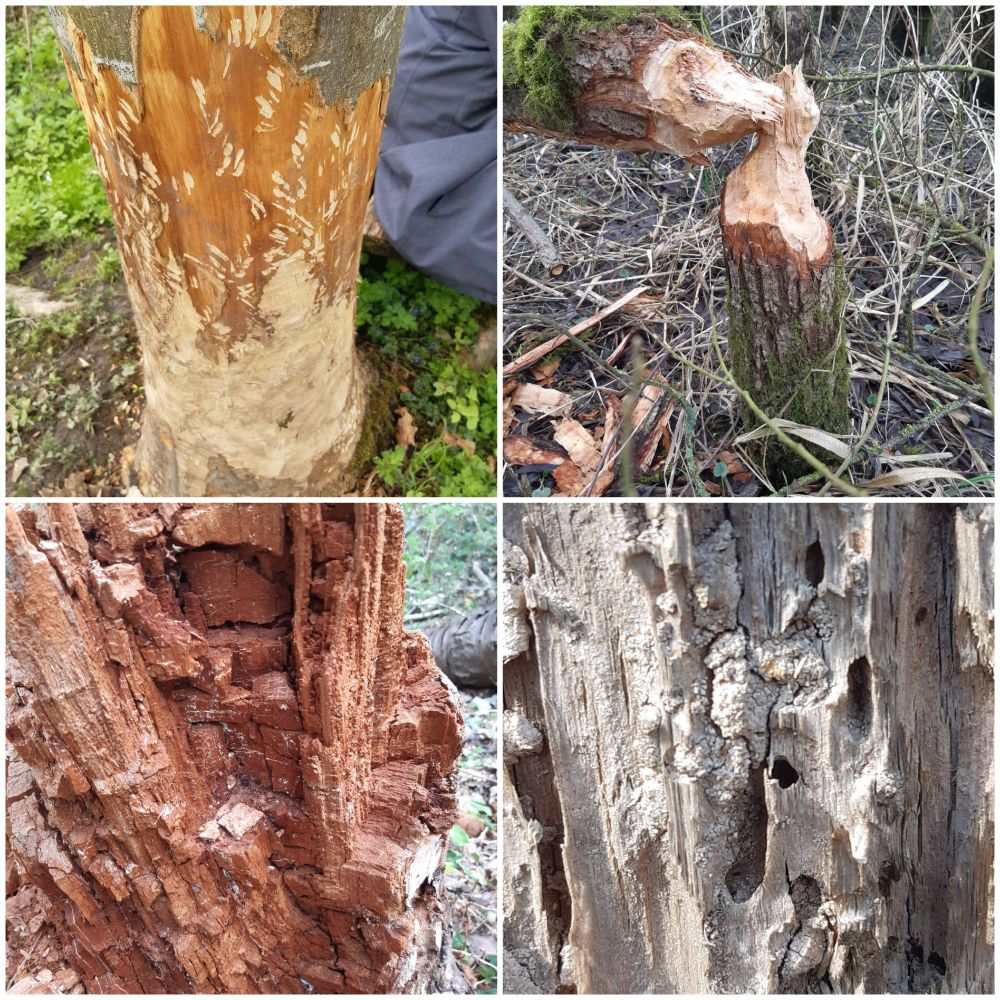 Collage van bonen met diverse vraatsporen