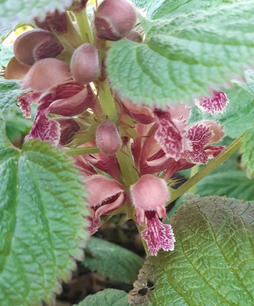 De oudroze bloemen van de Lamium orvala