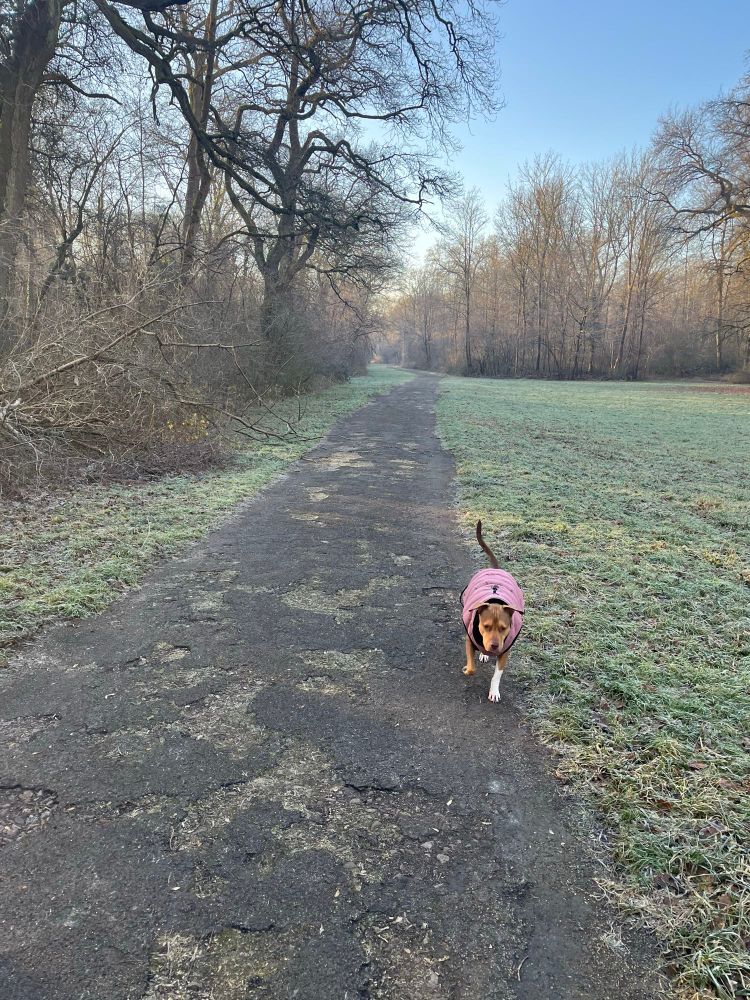 Our Dog Shelby walks quickly on a Forrest path with ears ready to act as wings