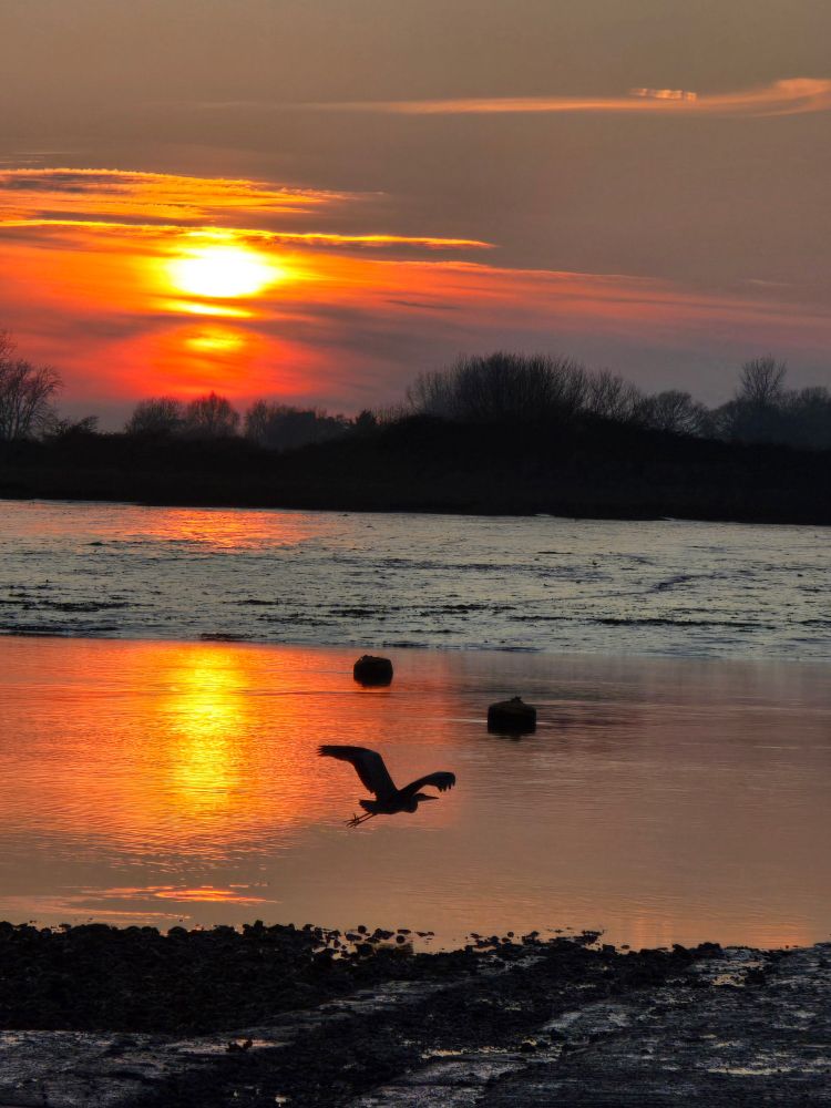 Silhouette of a heron in flight against sea and glowing sunset