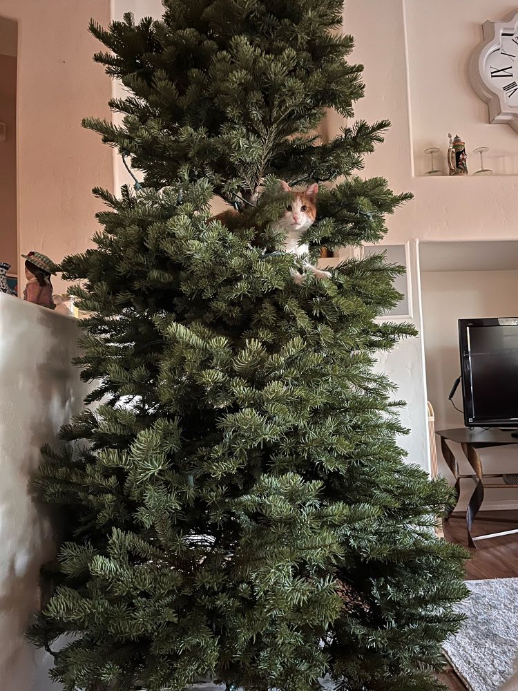 Norman the kitten is perched half way up a bare Christmas tree.