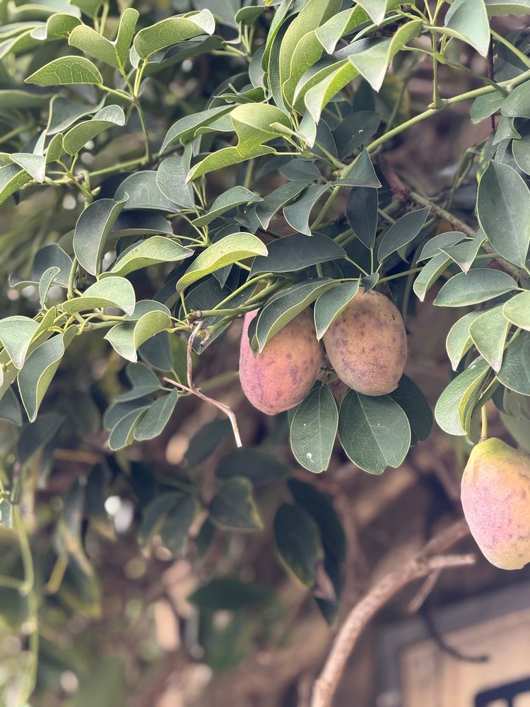 色づき始めた烏瓜。