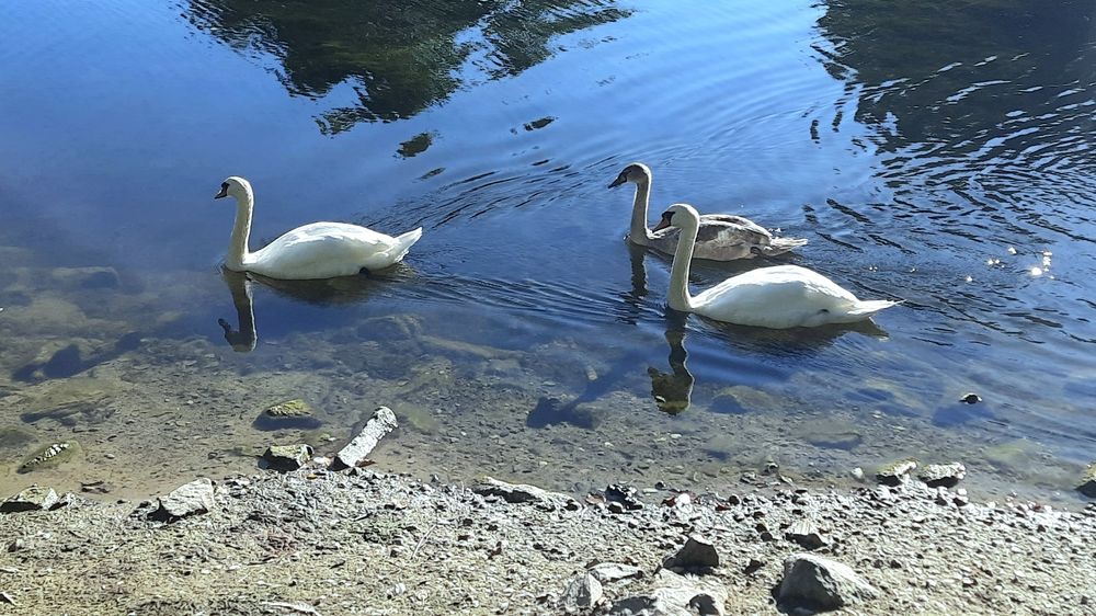 Zwei adulte und ein grauweißer Teenie-Höckerschwäne schwimmen von rechts nach links über die ruhige, sonnige Oberfläche eines Teiches mit sehr klarem Wasser, durch das man den flachen Grund erkennt und auf dem sich der blaue Himmel und ein paar Bäume spiegeln.