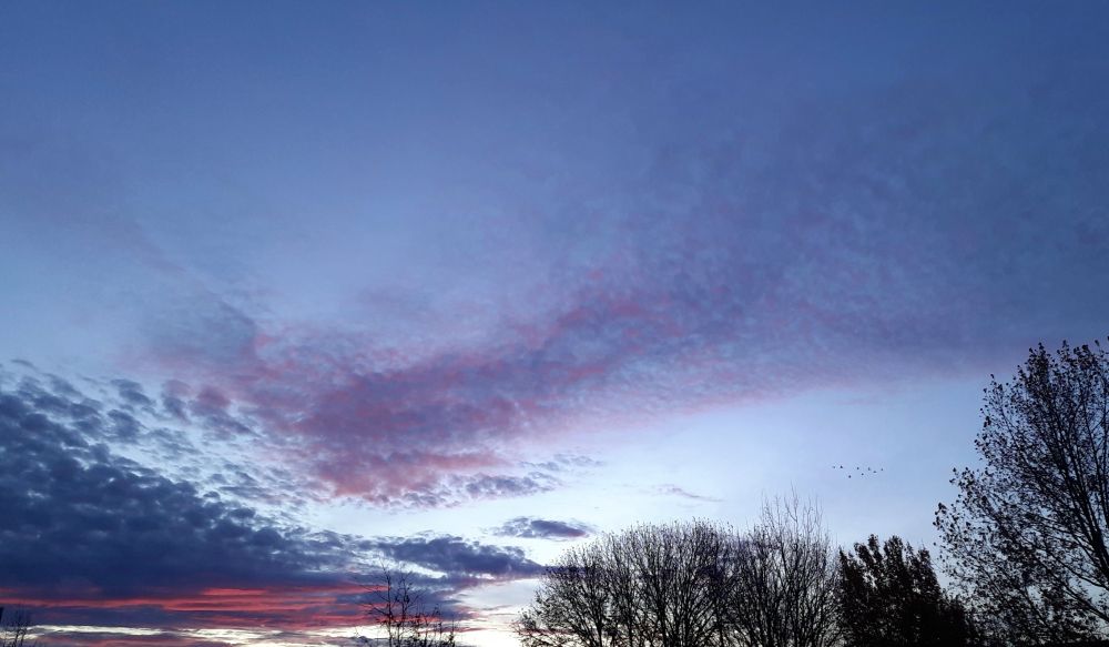 Morgenhimmel mit blaugrauen und roten, anziehenden Wolken vor Baumsilhouetten. Hinten rechts fliegt eine kleine Kranichgruppe.