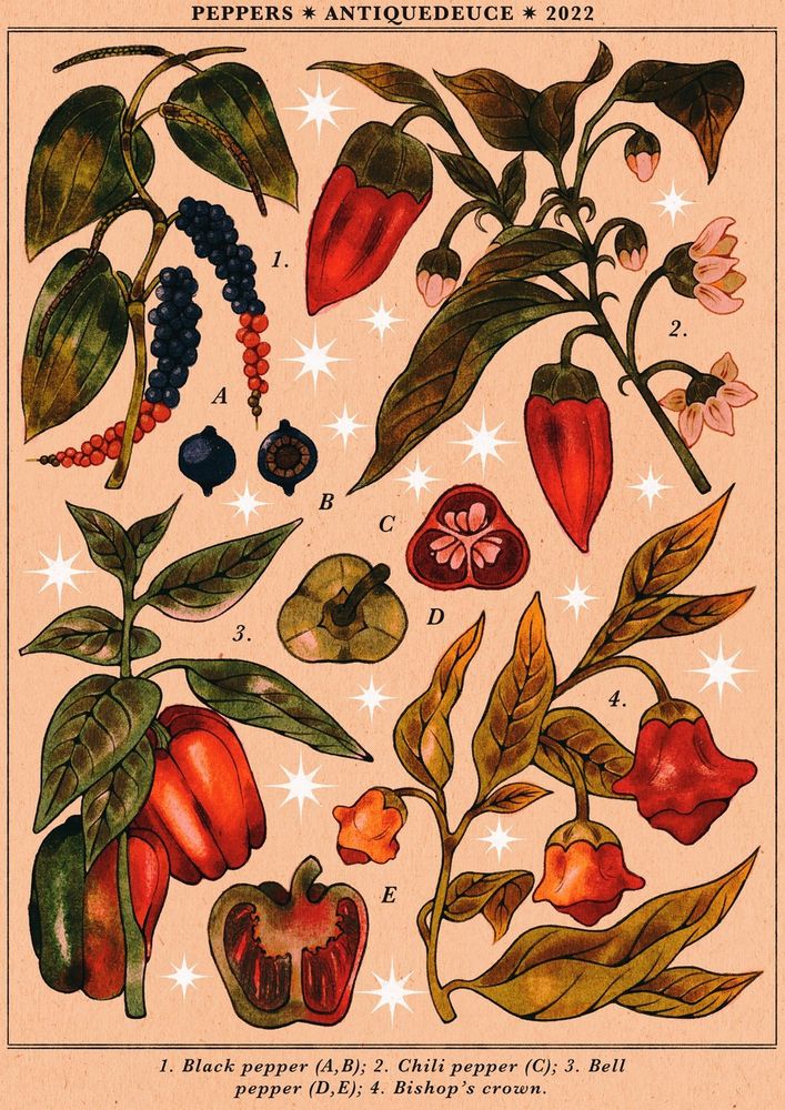 A botanical illustration I did in 2022. It showcases illustrations of different kinds of peppers surrounded by stars