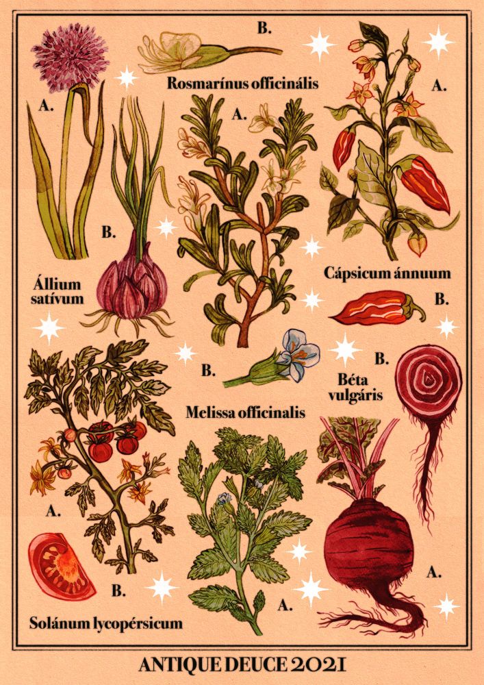A botanical illustration I did in 2021. It showcases illustrations of different kinds of vegetables (garlic, tomato, pepper, beet) and herbs (rosemary and mint) surrounded by stars