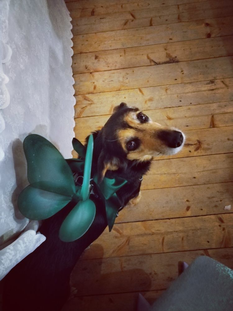 Mia, cagnolina meticcia con pelo nero focato, indossa un fiocco verde smeraldo e delle alette verdi da fata. 