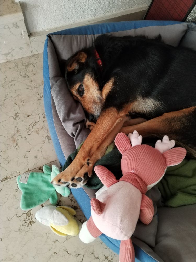 Mia, cagnolina nero focato di 10 anni, sul suo cuscino insieme ai suoi pupazzi.