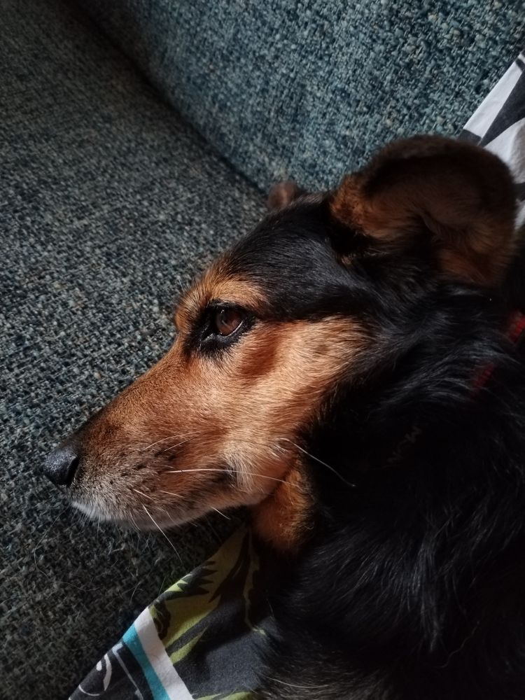 Mia, cagnolina nero focato di 10 anni, sul divano (primo piano). 