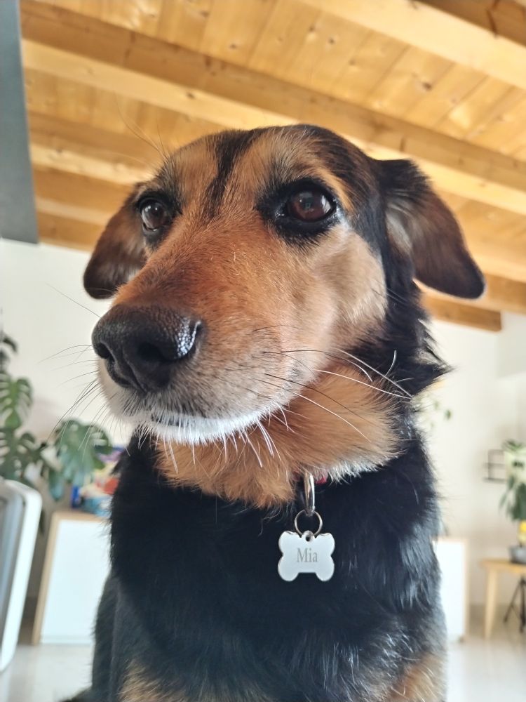 Mia, cagnolina dal pelo nero focato. 