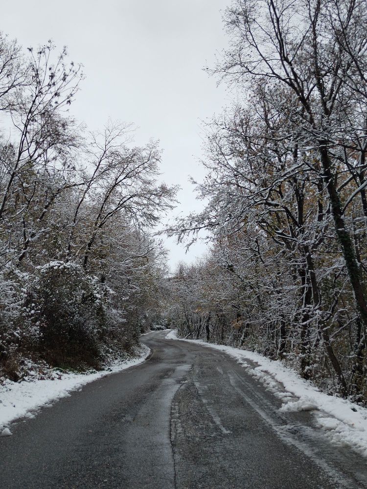 Paesaggio innevato: una strada, alberi e cespugli coperti di neve ai lati. 