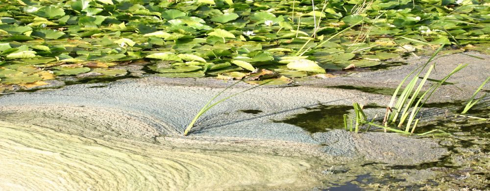 An algal bloom on a nutrient enriched lake encroaches into the Nymphaea alba and Chara hispida beds, causing plant dieback. Your work will develop a novel, targeted analytical method to allow us to rapidly screen samples to determine the molecular composition of the dissolved organic nutrients in these and other waters. These provide a critically important but overlooked nutrient resource driving ecosystem damage and biodiversity decline in waterbodies. We currently lack a unified technique that can rapidly screen samples in a targeted manner. You'll likely be highly motivated, enjoy both field and laboratory work, and be a good analytical chemist with attention to detail who is keen to make your mark through novel method development. Give Ian a ring or send him an e.mail (ian.d.bull@bristol.ac.uk), or contact me here or via my e.mail penny.johnes@bristol.ac.uk. We have a large team on the ERC REFRESH programme that you will be joining, along with two other PhD students due to start at the same time. Great team and learning opportunities.