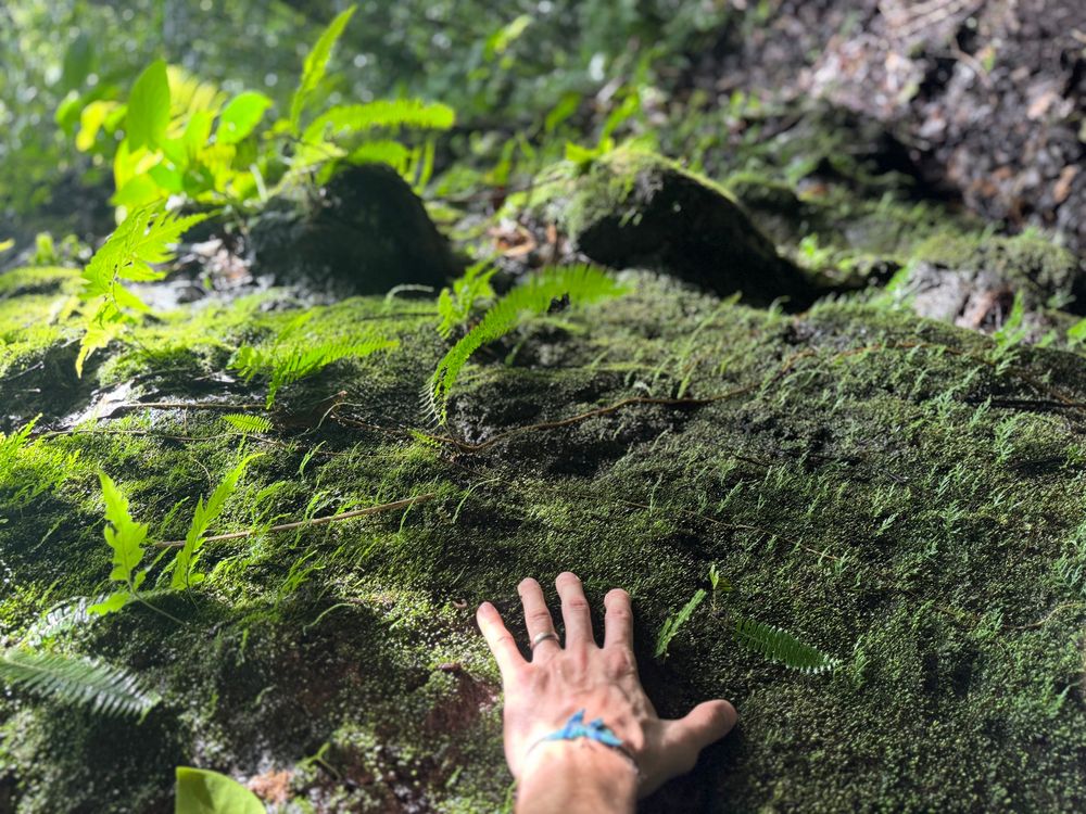 My hand is touching a rocks and soil covered in dark green moss, with light catching ferns and other leaves in the background.
