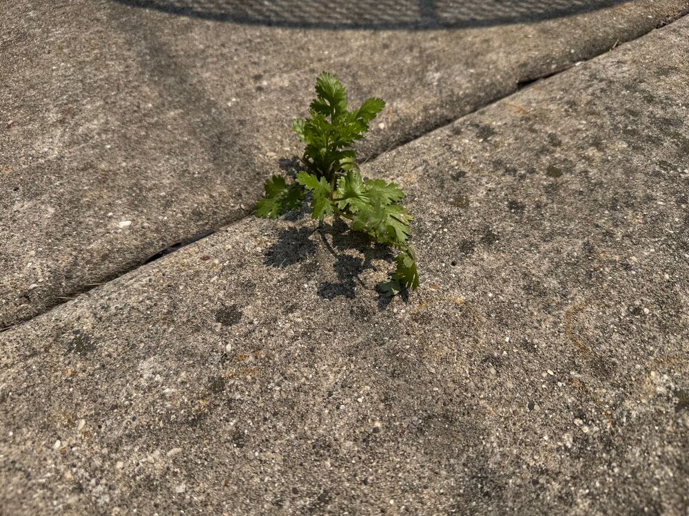 A 2-inch tall cilantro plant that is growing in the concrete crack of my backyard
