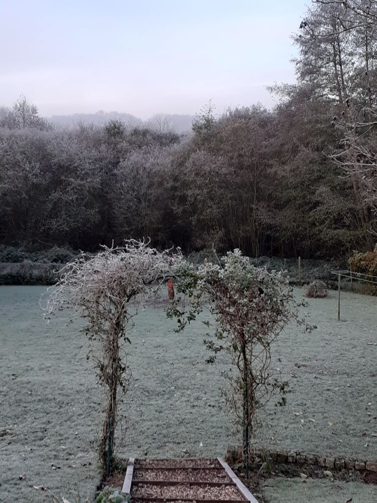 View accross à frost covered garden to the tops of forest trees. Honeysuckle arch in the foreground.