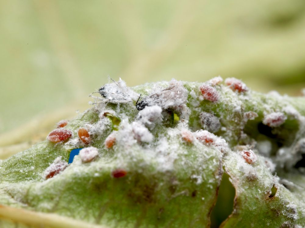 The underside of this wrinkled birch leaf has a crevice full of wax and flat oval insects. Most of them are reddish immature aphids which are joined by two darker colored adults, one with wings. They are covered with patches of white wax which they excrete for their own protection. 