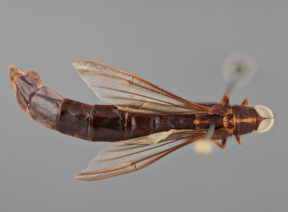 An insect that looks like a sausage with a head that is almost completely eyes with fly wings.  But it's a beetle.