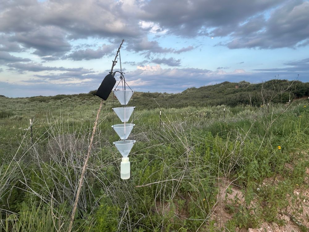 A second funnel trap is hung from a dead stalk of bear grass with heavily vegetated sand hummocks in the background 