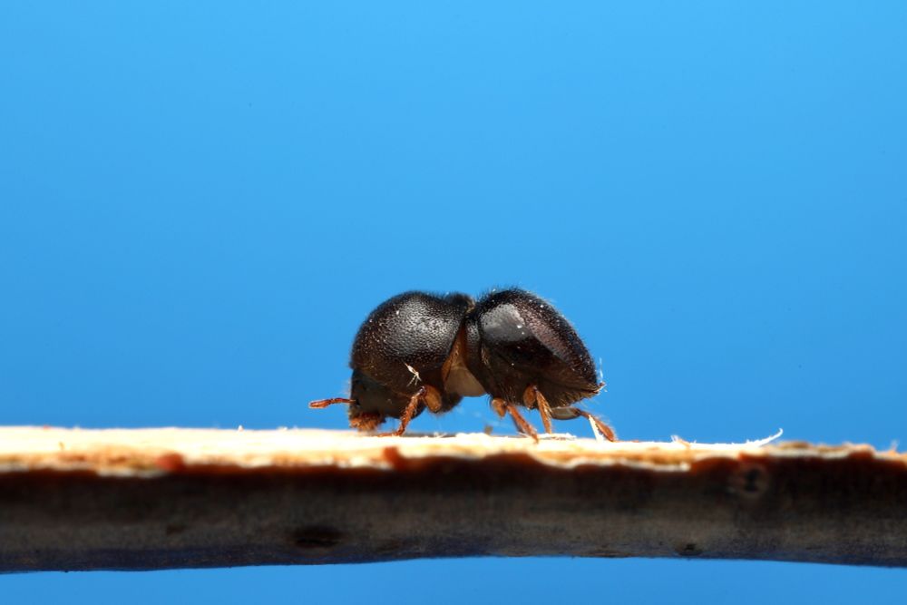 A more hardened individual with black cuticle walks along the split stick looking for a crevice to get into and hide from the camera lens.