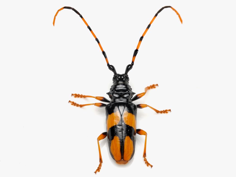 An orange and black banded beetle on a white background with extremely long antennae