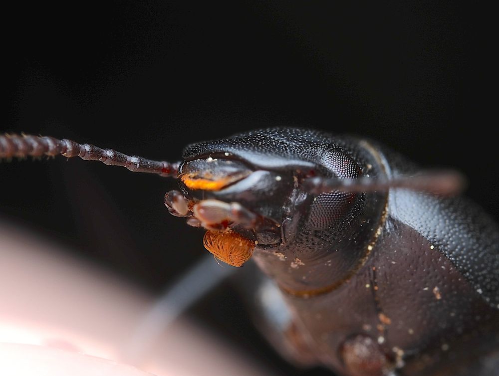 Head of a dark black beetle from the side, with a dense tuft of golden hair just underneath its chin